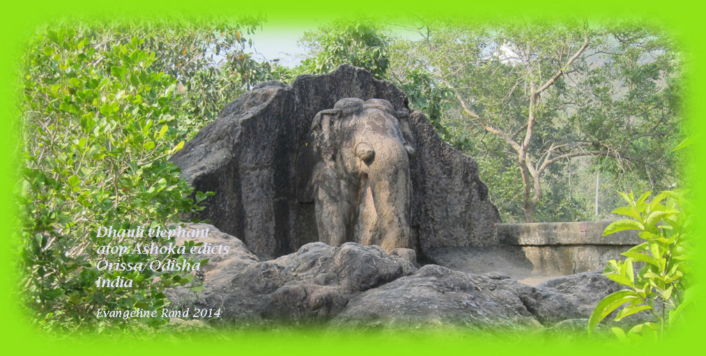 Dr. Evangeline Rand  banner